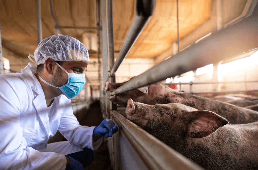 Man wearing a mask, gloves, and hair cover crouches in front of a pen of pigs inside a large building.